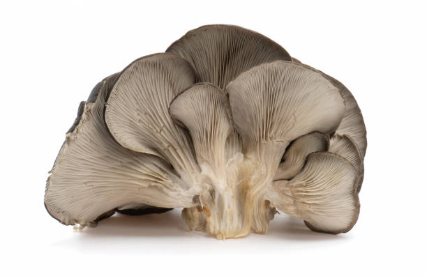istock Oyster mushroom on white background. 1362650170