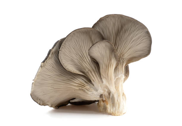 istock Oyster mushroom on white background. 1362650171
