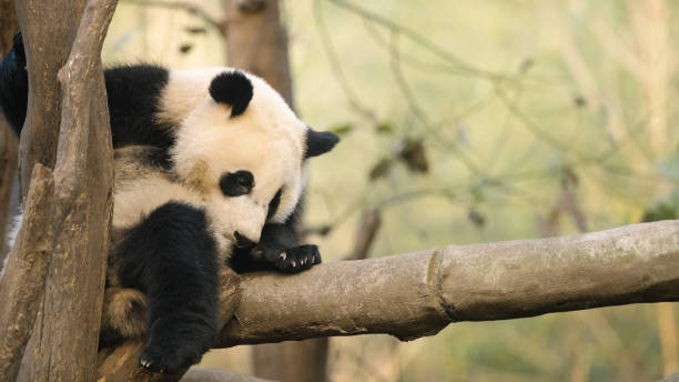 istock Chengdu Giant Panda in the tree 1362650194