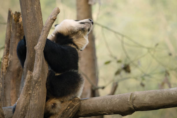 istock Chengdu Giant Panda looking at the sky 1362650195