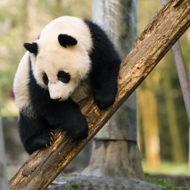 istock Chengdu Giant Panda in the tree 1362650256