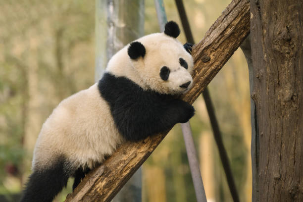 istock Chengdu Giant Panda in the tree 1362650260