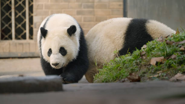 istock Two giant pandas walking forward in Chengdu 1362650267