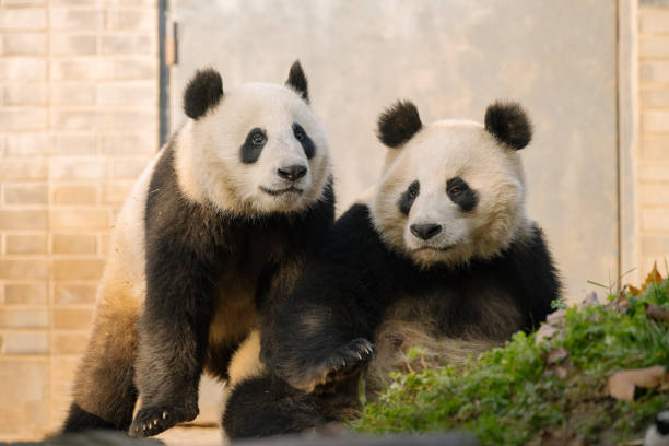 istock Two Chengdu Giant Pandas Fighting with each other 1362650283