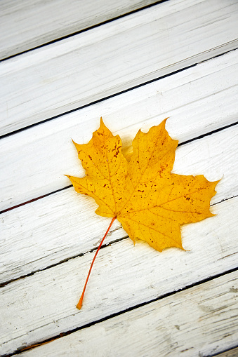 A yellow maple leaf is lying on a bench