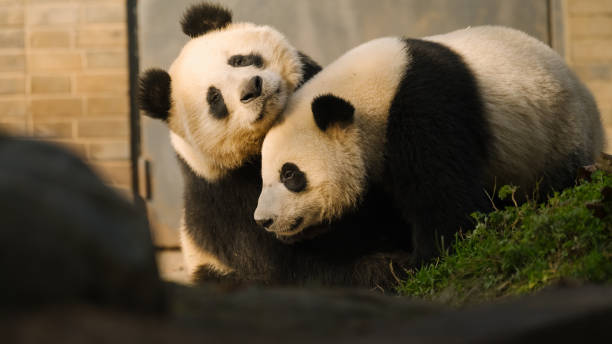 istock Two Chengdu Giant Pandas Fighting with each other 1362650300