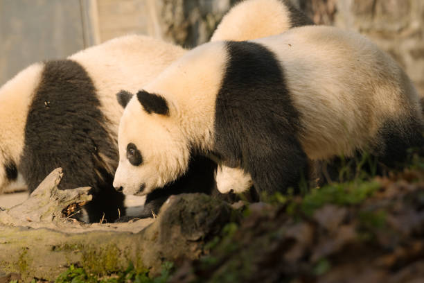 istock Chengdu Giant Panda in the sun 1362650312