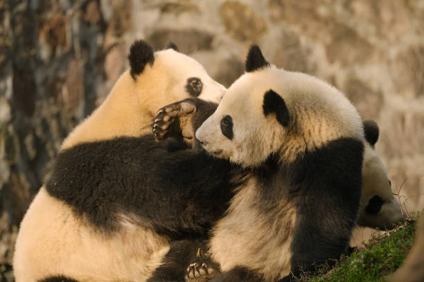 istock Two Chengdu Giant Pandas Fighting with each other 1362650319