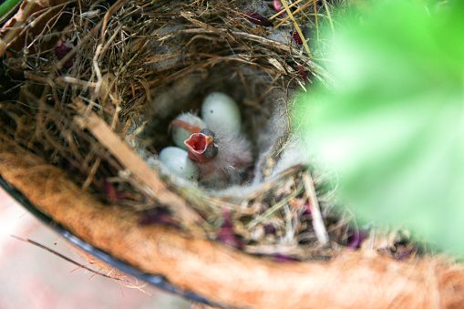 A freshly hatched baby bird sits in its nest with beak wide open as if to say, 