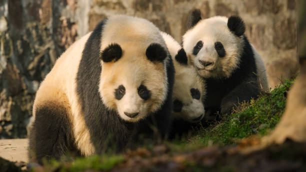 istock Three Chengdu Giant Pandas in the sun 1362650332