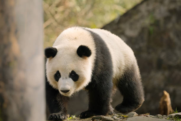 istock Chengdu Giant Panda walking forward in the sun 1362650382