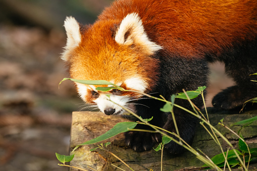 Red panda