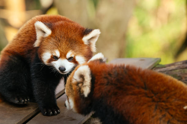 istock Two noisy red pandas 1362651019