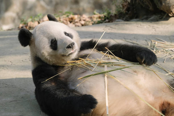 istock Chengdu Giant Panda eating bamboo 1362651162