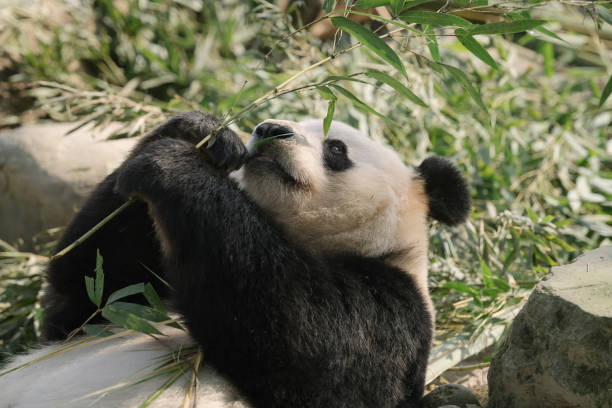 istock Chengdu Giant Panda eating bamboo 1362651185
