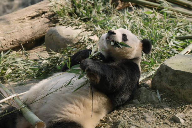 istock Chengdu Giant Panda eating bamboo 1362651190