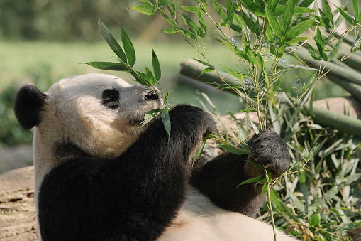 Chengdu Giant Panda eating bamboo