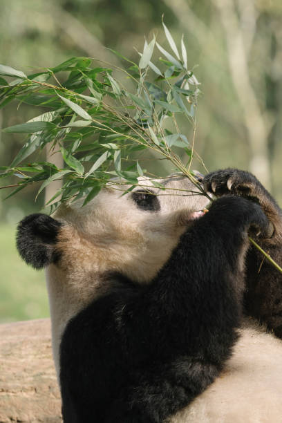 istock Chengdu Giant Panda eating bamboo 1362651230