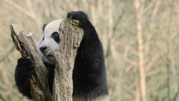 istock Chengdu Giant Panda climbing trees 1362651257