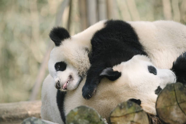 istock Two noisy Chengdu Giant Pandas 1362651295