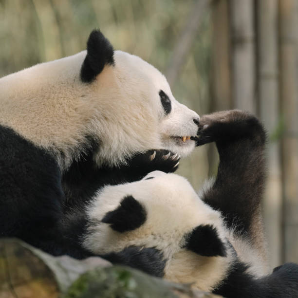 istock Two noisy Chengdu Giant Pandas 1362651319
