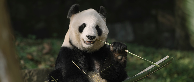 Giant Panda of Sichuan, China. Chinese National symbol