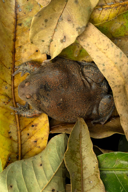 толстая жаба, демонстрирующая свою защиту, пытаясь сделать ее большой, чтобы съесть хищников - cane toad toad wildlife nature стоковые фото и изображения
