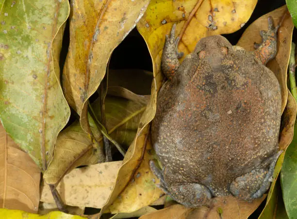 Photo of Fat toad showing its defence of trying to make it self to big to eaten by a predators