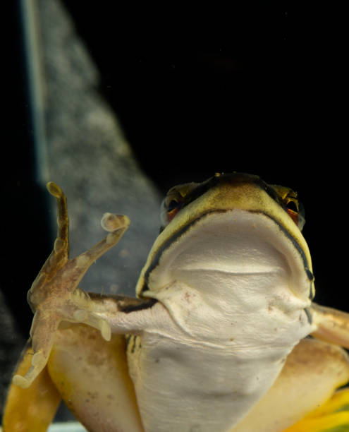 istock Frog showing its unique toes and body structure for aquatic life 1362654972