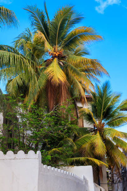 Coconut palm tree (Cocos nucifera) with ripening coconuts against blue sky
