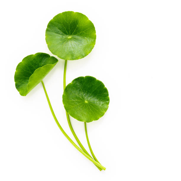 istock Close up centella asiatica leaves with rain drop isolated on white background top view. 1362655791
