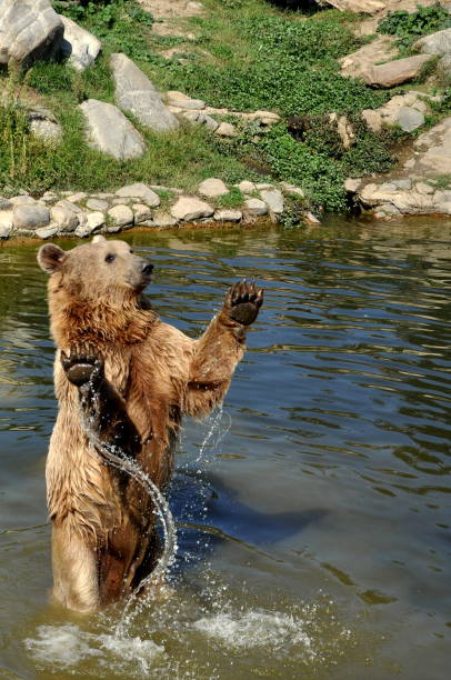 istock A brown bear standing in a pond waving hands. 1362658120