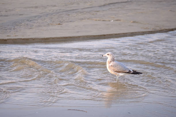 istock A seagull standing on the shore 1362658275
