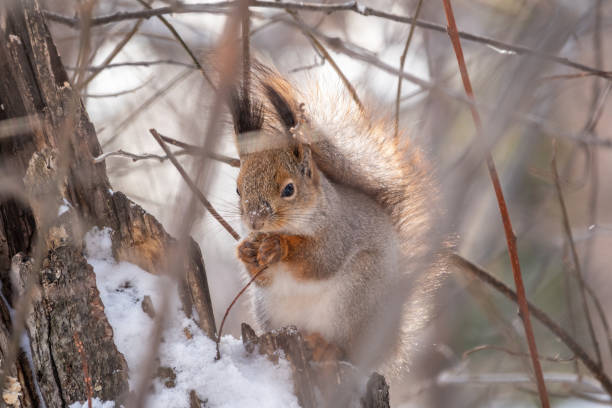 istock The squirrel with nut sits on tree in the winter or late autumn. 1362659127