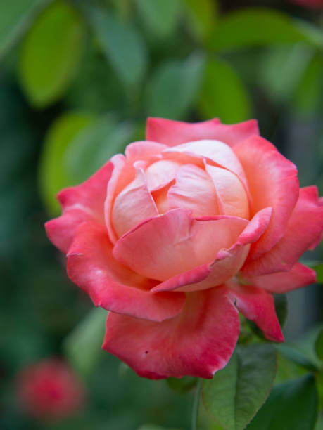 A rose flower in the garden. An invitation card. A bright, beautiful, delicate rose in the garden. A rose flower on the background of blurred rose bushes blooms in the garden. Nature A rose flower in the garden. An invitation card. A bright, beautiful, delicate rose in the garden. A rose flower on the background of blurred rose bushes blooms in the garden. Nature. spring bud selective focus outdoors stock pictures, royalty-free photos & images