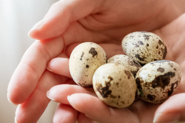 istock Spotted small quail eggs on woman hands close up 1362659969