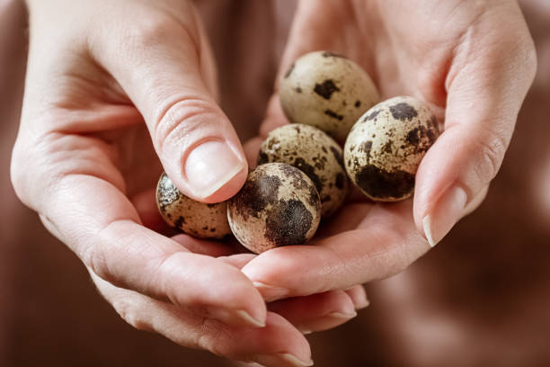 istock Woman holds small spotted quail eggs in hands 1362660643