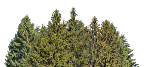 istock forest from dark green firs isolated on white 1362661885