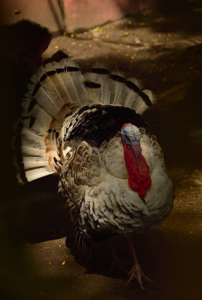 istock The turkey, Meleagris gallopavo 1362661959