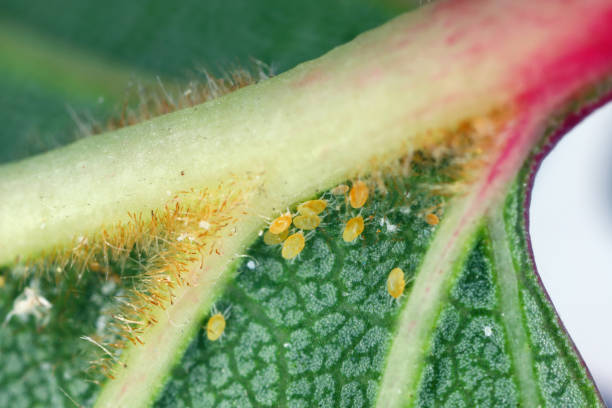 Интересные факты о паутинном клеще