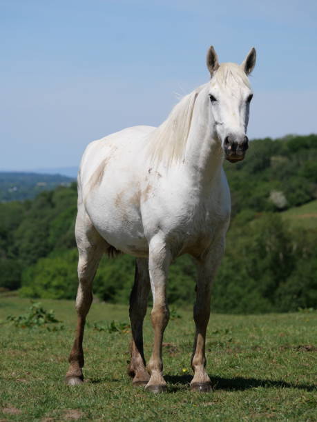 istock A white female horse standing 1362664531