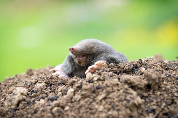 istock Mole animal peeking from the tunnel 1362664577