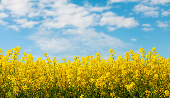 Campo de colza amarilla contra fondo azul de la naturaleza del cielo. Flores de canola en flor. Concepto de biocombustible y alimentación. photo