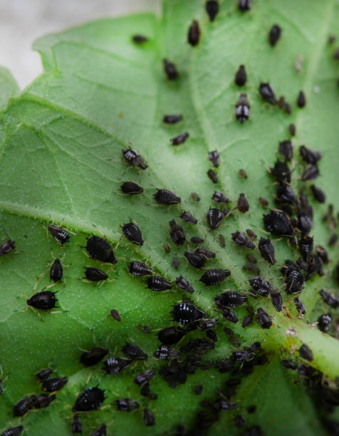 검은 콩 진딧물 감염 - black bean aphid 뉴스 사진 이미지