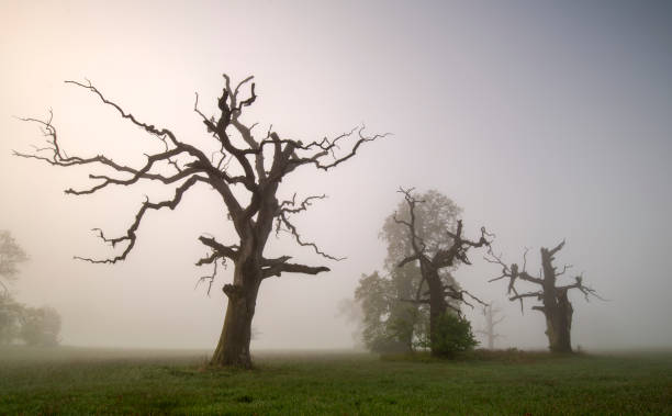 istock Misty morning among old trees. 1362667670