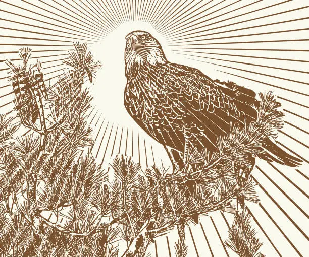 Vector illustration of Bald Eagle perching in pine tree