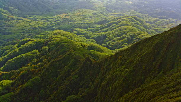 istock View of lush mountain 1362667864