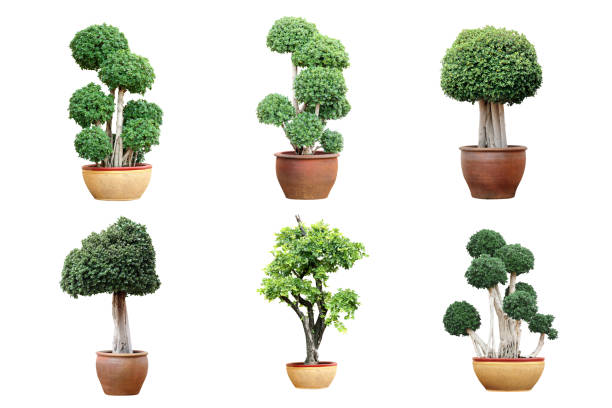 istock bonsai tree in pot isolated on white background 1362667979