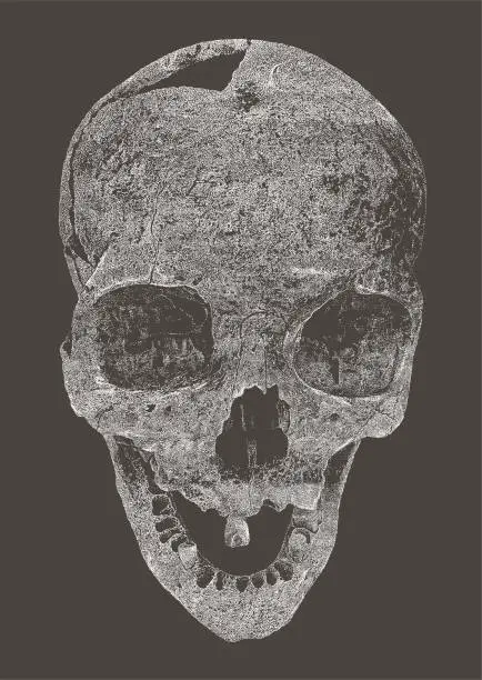 Vector illustration of Human Skull