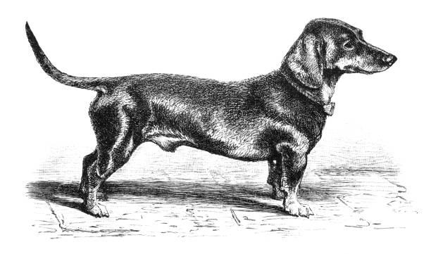 illustrazioni stock, clip art, cartoni animati e icone di tendenza di ritratto di bassotto o salsiccia di cane 1896 - 1896